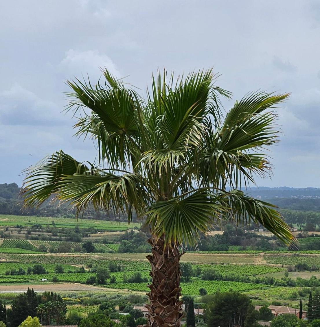 Отель Domaine Du Chene Campagnan Экстерьер фото